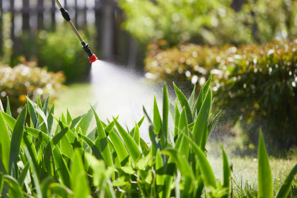 24/7 Emergency Termite Control experts in Auburn, WA